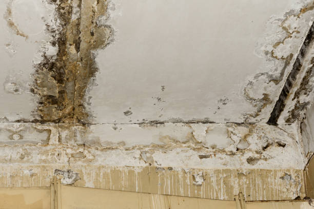 Best Water damage cleanup near me  in Madisonville, TX